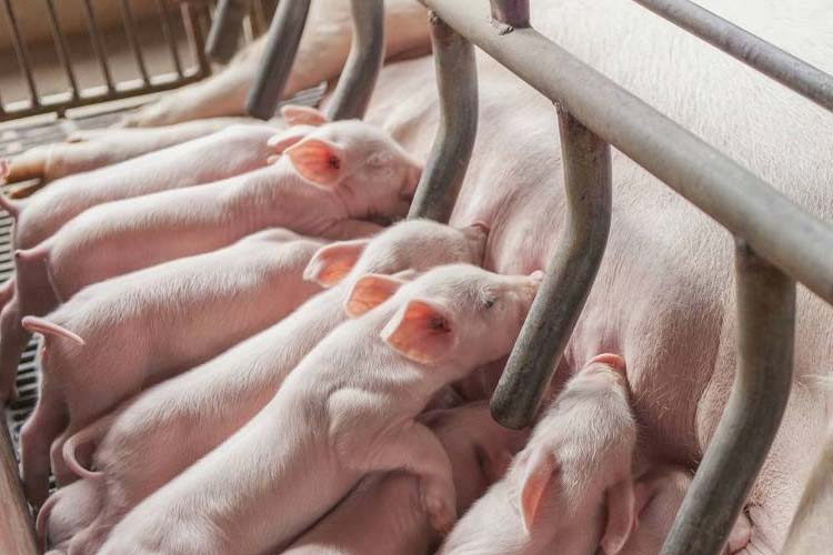 行業手机看片AV短片健康和經濟：肉豬養殖環境91看片在线下载
