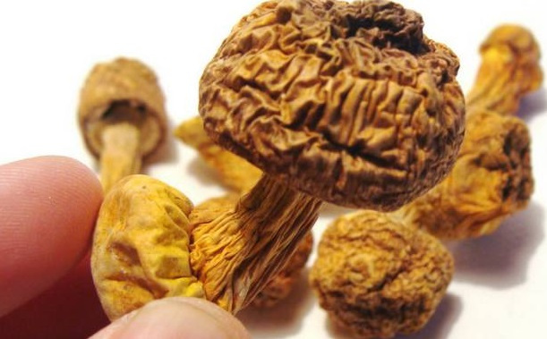 巴西菇、姬鬆茸烘幹機-怎樣烘幹色澤好且菇體褶片完整？