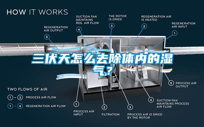 三伏天怎麽去除體內的濕氣？
