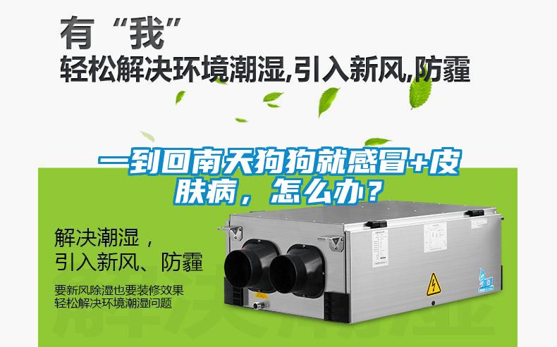 一到回南天狗狗就感冒+皮膚病，怎麽辦？