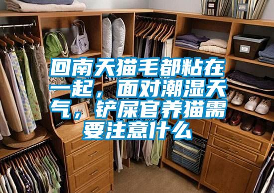 回南天貓毛都粘在一起，麵對潮濕天氣，鏟屎官養貓需要注意什麽