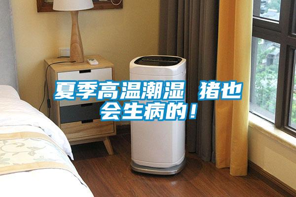 夏季高溫潮濕 豬也會生病的！