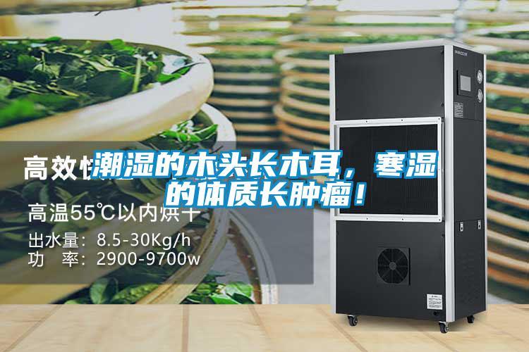 潮濕的木頭長木耳，寒濕的體質長腫瘤！