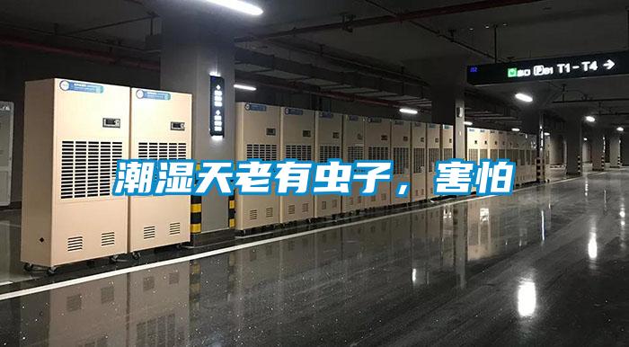潮濕天老有蟲子，害怕