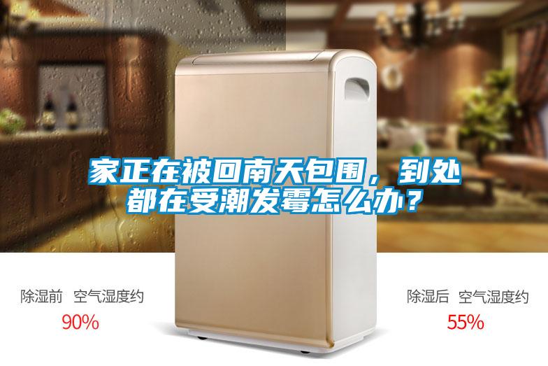 家正在被回南天包圍，到處都在受潮發黴怎麽辦？