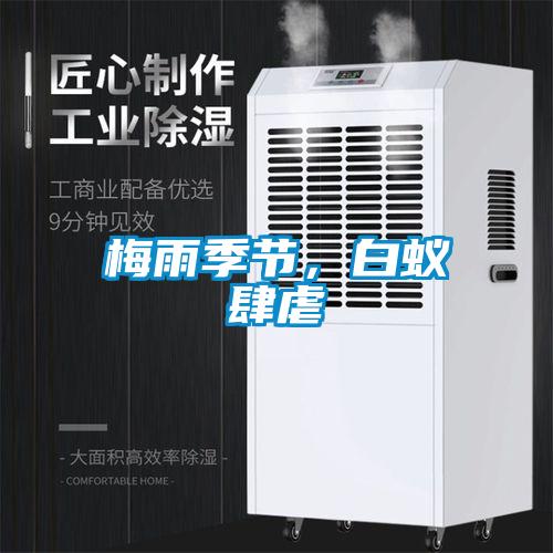 梅雨季節，白蟻肆虐