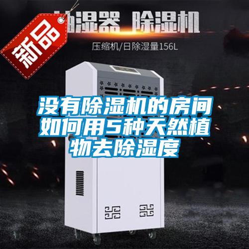 沒有91看片在线下载機的房間如何用5種天然植物去91看片在线下载度