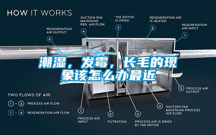 潮濕，發黴，長毛的現象該怎麽辦最近
