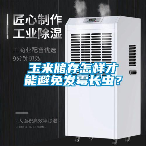 玉米儲存怎樣才能避免發黴長蟲？