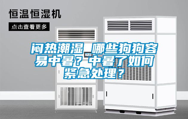 悶熱潮濕 哪些狗狗容易中暑？中暑了如何緊急處理？