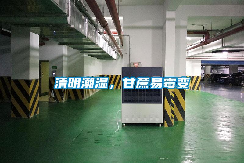清明潮濕，甘蔗易黴變