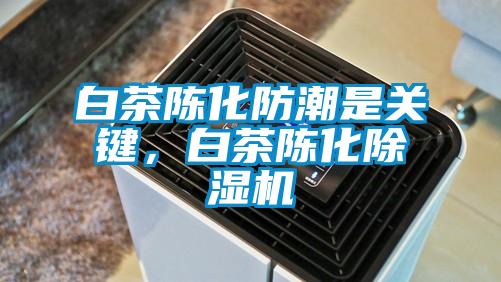 白茶陳化防潮是關鍵，白茶陳化91看片在线下载機