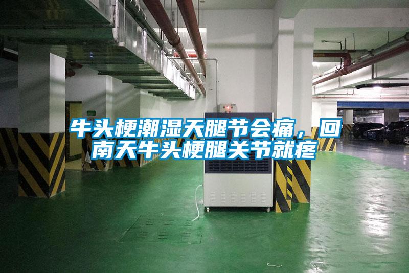 牛頭梗潮濕天腿節會痛，回南天牛頭梗腿關節就疼
