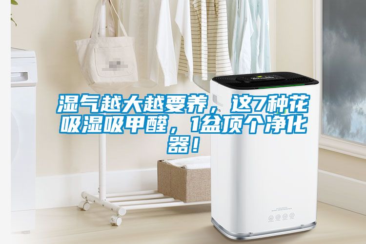 濕氣越大越要養，這7種花吸濕吸甲醛，1盆頂個淨化器！