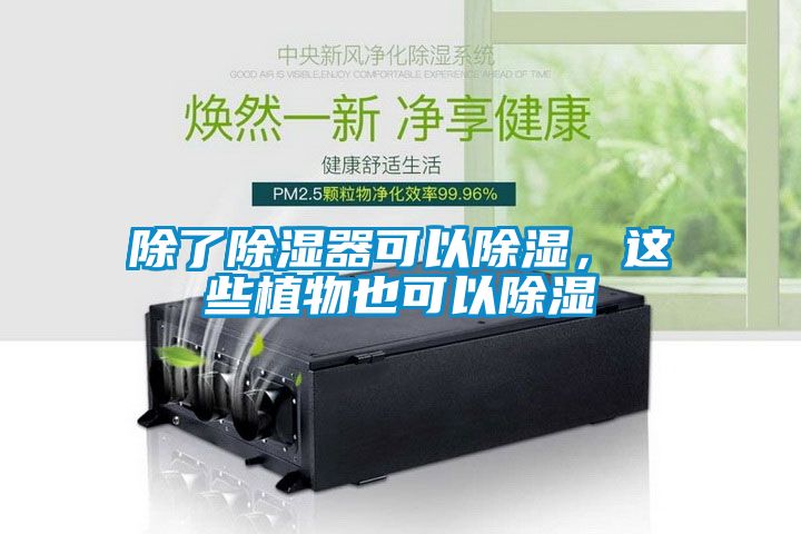 除了91看片在线下载器可以91看片在线下载，這些植物也可以91看片在线下载