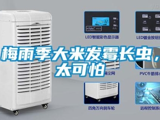 行業手机看片AV短片梅雨季大米發黴長蟲，太可怕