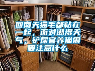 行業手机看片AV短片回南天貓毛都粘在一起，麵對潮濕天氣，鏟屎官養貓需要注意什麽