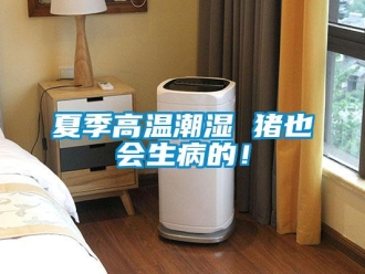 知識百科夏季高溫潮濕 豬也會生病的！