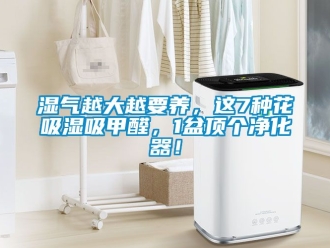 企業手机看片AV短片濕氣越大越要養，這7種花吸濕吸甲醛，1盆頂個淨化器！