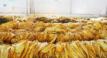  煙草行業環境加濕濕度控製解決免费看片下载1