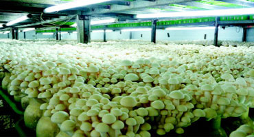 食用菌菌類種植環境加濕控製解決免费看片下载1