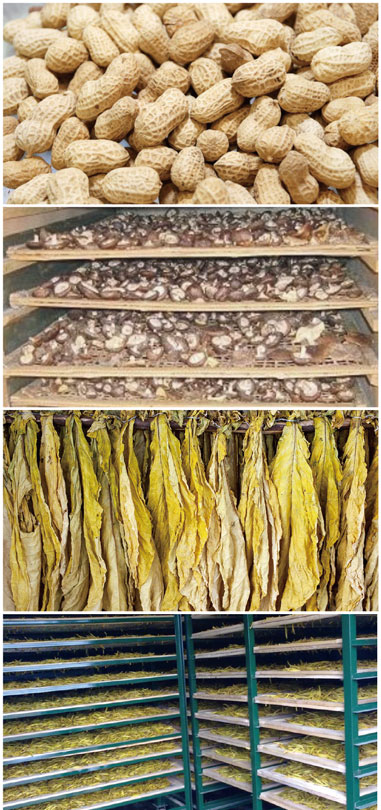 食用菌烘幹處理解決免费看片下载