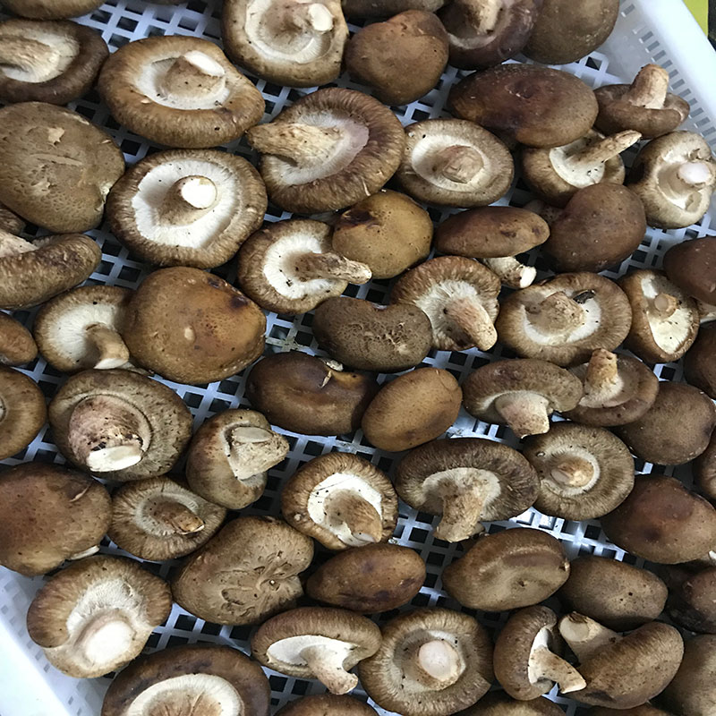 湖北省京山縣的菇農代表選用91免费看片APP91免费看片APP食用菌烘幹機模塊即香菇烘幹機